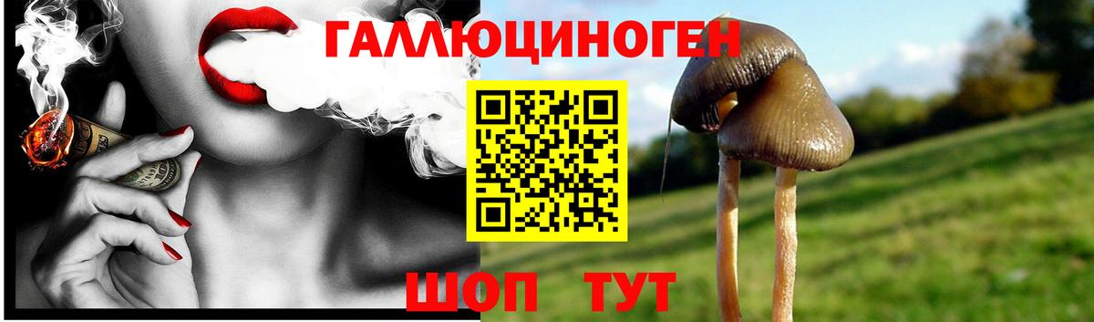 Галлюциногенные грибы Psilocybine cubensis Ачхой-Мартан